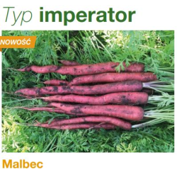 Marchew Malbec  F1 100 tyś nas. precyzja st